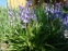 Гіацинтоід іспанський "Ексельсіор" (Hyacinthoides hispanica "Excelsior") - 2