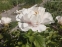 Півонія "Блашінг Прінцесс" (Paeonia "Blushing Princess") - 2
