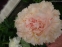 Півонія "Саммер Глоу" (Paeonia "Summer Glow") - 4