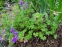 Герань гімалайська "Бірч Дабл" (Geranium himalayense "Birch Double") - 1