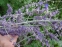Перовскія лебедолиста "Блю Спайр" (Perovskia atriplicifolia "Blue Spire") - 2