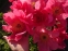 Півонія "Флейм" (Paeonia "Flame") - 8
