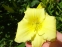 Лілійник "Стелла Супрем" (Hemerocallis "Stella Suprеme") - 5