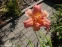 Лілійник "Лейсі Дойлі" (Hemerocallis "Lacy Doily") - 2