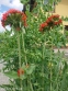 Коронарія халцедонська "Ред" (Lychnis chalcedonica f."Red") - 2