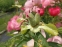 Півонія "Флейм" (Paeonia "Flame") - 7