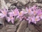 Крокус Томмазіні "Росеус" (Crocus tommasinianus "Roseus") - 6