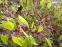 Горянка червона (Epimedium x rubrum) - 6