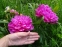 Півонія "Прінцесс Маргарет" (Paeonia "Princess Margaret") - 5
