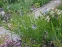 Амсонія табермонтана (Amsonia tabernaemontana) - 4