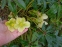 Чемерник нігеркорс "Снов Лав" (Helleborus × nigercors "Snow Love") - 4