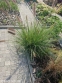 Пенісетум лисохвостий (Pennisetum alopecuroides) - 4