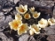 Крокус золотистий "Крім Бьюті" (Crocus chrysanthus "Cream Beauty") - 2