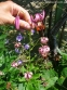 ﻿Лілія лісова (Lilium martagon) - 5