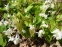 Горянка пишна "Нівеум" (Epimedium x youngianum "Niveum") - 1