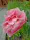 Півонія "Салмон Дрім" (Paeonia "Salmon Dream") - 2