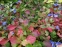 Цератостигма плюмбагоподібна (Ceratostigma plumbaginoides) - 10