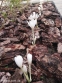 Пізньоцвіт осінній "Альба" (Colchicum autumnal "Alba") - 6