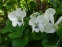 Фіалка сестринська "Альбіфлора" (Viola sororia "Аlbiflora") - 1
