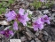 Пенстемон кущовий різновид Скулера (Penstemon fruticosus var. scouleri) - 3