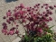 Астранція велика "Ред Джойс" (Astrantia major "Red Joyce")  - 3
