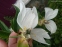 Півонія "Уайт Іннесенс" (Paeonia "White Innocence")  - 6