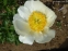 Півонія "Мунрайз" (Paeonia "Moonrise") - 5