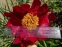 Півонія "Зе Макіно Гранд" (Paeonia "The Mackinac Grand") - 4