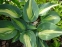 Хоста "Кетерін" (Hosta "Catherine") - 1