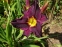 Лілійник "Грейп Вельвет" (Hemerocallis "Grape Velvet") - 3