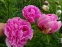 Півонія "Зе Фон" (Paeonia "The Fawn") - 7