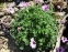 Герань попеляста "Балерина" (Geranium cinereum "Ballerina") - 2