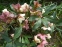 Чемерник нігеркорс "Кенді Лав" (Helleborus × nigercors "Candy Love") - 4