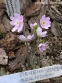 Печіночниця гостролопатева  ф. розеа (Hepatica acutiloba f. rosea) - 1