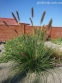 Пенісетум лисохвостий (Pennisetum alopecuroides) - 3