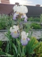 Півники бородаті "Ріве" (Iris "Revere") - 6