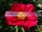 Півонія "Америка" (Paeonia "America") - 2