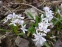 Проліски двулисті "Розеа" (Scilla bifolia "Rosea") - 2
