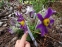 Сон "Весняна Сенсація" (Pulsatilla) - 2