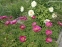 Півонія лікарська (Paeonia officinalis) - 5