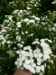 Деревій птармика "Те Перл" (Achillea ptarmica "The Pearl") - 1