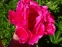Півонія "Паула Фей" (Paeonia "Paula Fay") - 5