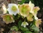 Чемерник чорний "Максіма" (Helleborus niger "Maxima") - 2