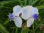 Традесканція Андерсона "Оспрей" (Tradescantia х andersoniana "Osprey") - 3