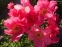 Півонія "Флейм" (Paeonia "Flame") - 2
