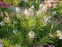 Амсонія табермонтана (Amsonia tabernaemontana) - 7
