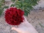 Півонія "Коммандо" (Paeonia "Commando") - 5