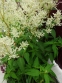 Гірчак мінливий (Persicaria polymorpha) - 8