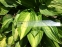 Хоста "Стриптиз" (Hosta "Striptease") - 3