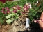 Горянка червона (Epimedium x rubrum) - 3